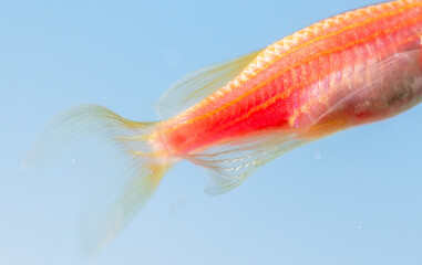 Close up of a red fish on a blue background.