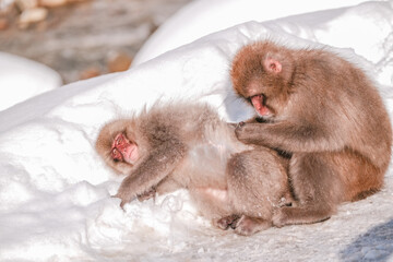 The monkey supported his face in the snow. While friends are looking for a tick, Jigokudani Monkey Park in Japan.