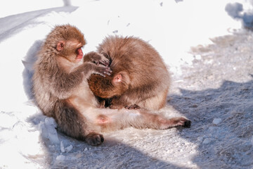 Monkey is looking for a tick on his friend, Jigokudani Monkey Park in Japan.