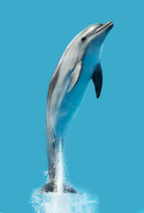 Dolphin is isolated on a blue background.