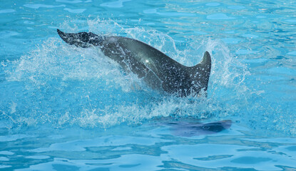 Obraz premium Dolphin swims and jumps in the pool.