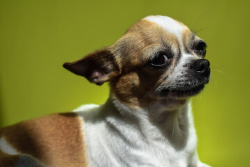 Small Chihuahua on a green background