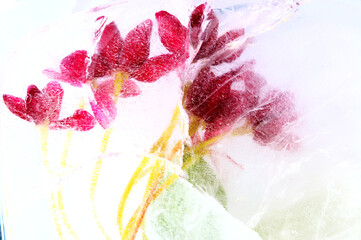 Chinese honeysuckle flowers frozen within a block of ice
