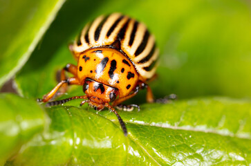 Colorado potato beetle on a green leaf in nature