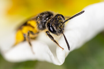 Closeup a bee on a yellow flower