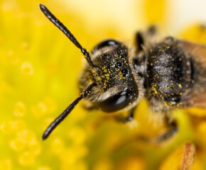 Closeup a bee on a yellow flower