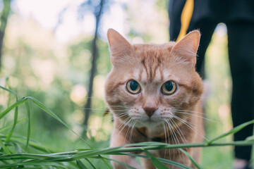 A red cat walks with the owner on a harness