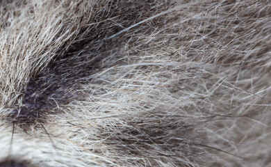 Wool of a gray cat as an abstract background.