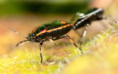 Close-up love of two beetles on a plant