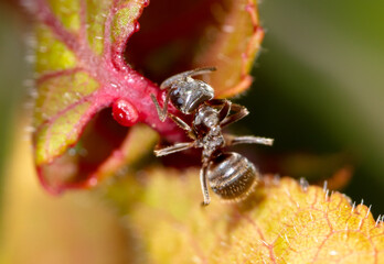 Closeup of an ant on a leaf on nature.