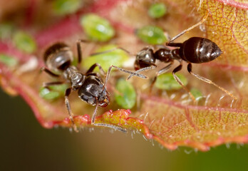 Close-up ant on aphid on a leaf of a tree.