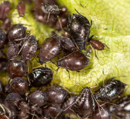 Close-up of aphids on a leaf of a tree.