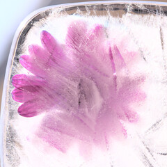 African daisy frozen within a block of ice