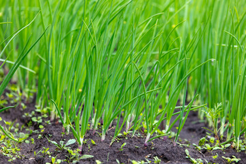 Green onion grows in the ground in the garden.