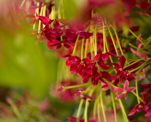 Combretum indicum, Chinese honeysuckle natural floral background