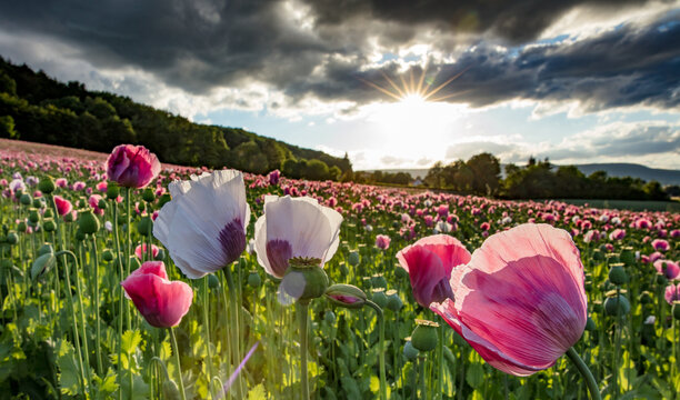 mohnbl&uuml;te