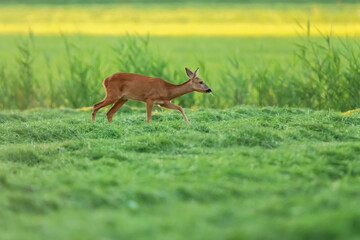 A roe deer strolls in a freshly mowed meadow.
