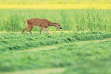 A roe deer strolls in a freshly mowed meadow.