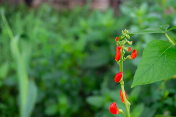 beans in the field blooms with red flowers in early summer