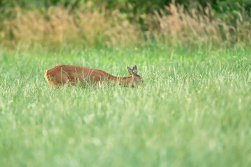 A roe deer grazing between tall grass in a meadow.