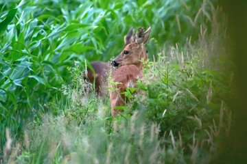 A mother roe deer with calf at edge of corn field.