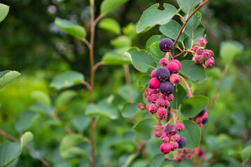 ripe, colorful berries of a shadberry on a bush
