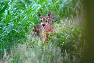 A mother roe deer with calf at edge of corn field.