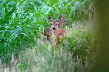 A mother roe deer with calf at edge of corn field.