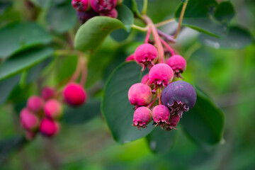 ripe, colorful berries of a shadberry on a bush