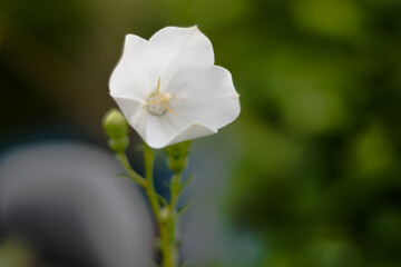 white flower in the home