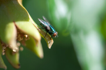 Green fly sitting on a green pomegranate. A fly resting on a non-Mature pomegranate. Macro shooting of a fly.
