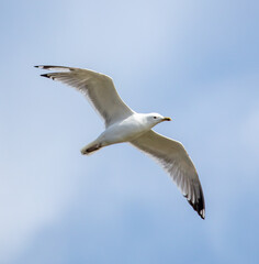 Naklejka premium A seagull is flying in the sky.