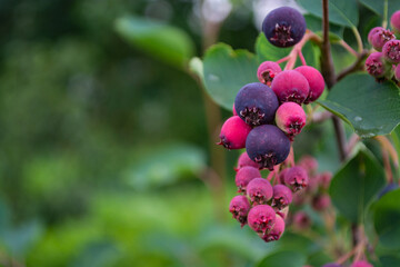 ripe, colorful berries of a shadberry on a bush