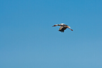 Obraz premium Stork on a nice summer blue sky day 