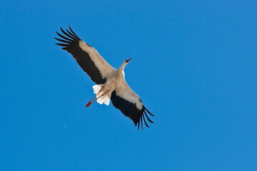 Fototapeta na wymiar Stork on a nice summer blue sky day 
