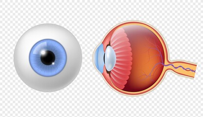 Realistic human eyeball. Eye retina structure, round iris texture, anatomy object close up front, and side view eyeballs vector set