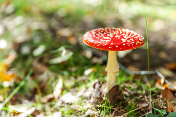 Toxic and hallucinogen mushroom Fly Agaric in grass on autumn forest background. Red poisonous Amanita Muscaria fungus macro close up in natural environment. Inspirational natural fall landscape.
