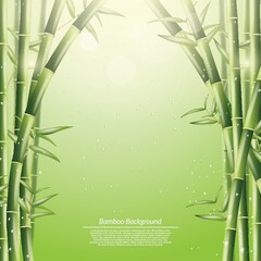 Fototapeta na wymiar Bamboo background