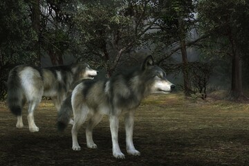 Fototapeta premium 3D Rendered Fantasy Forest Landscape At Night With Two Gray Wolves - 3D Illustration