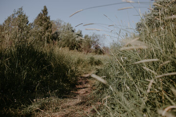 Fototapeta premium summer field in russian village