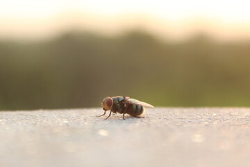 macro of a fly
