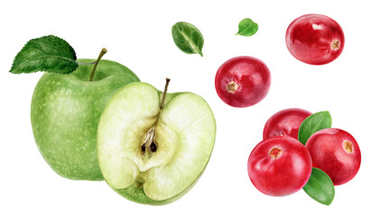 Green apple cranberry watercolor illustration isolated on white background