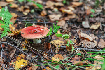 Edible small mushroom Russula with red russet cup in moss autumn forest background. Fungus in the natural environment. Big mushroom macro close up. Inspirational natural summer or fall landscape.