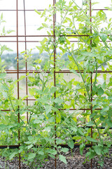 Trusses of grape and cherry tomato vines growing on mesh trellis