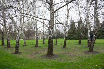 Obraz premium Arboleda de un parque en el norte de España