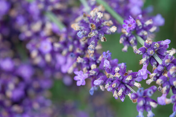 Close-up of a blooming lavender