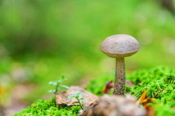 Edible small mushroom with brown cap Penny Bun leccinum in moss autumn forest background. Fungus in the natural environment. Big mushroom macro close up. Inspirational natural summer fall landscape