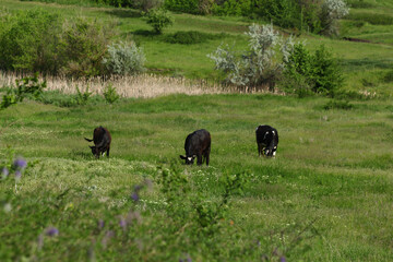 Color photo of three cows grazing in a meadow and eating grass. Healthy, environmentally friendly milk. Warm sunny day on the field in the village.