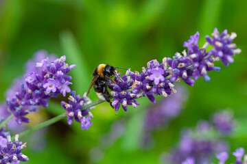 Close-up of a bumblebee on a blooming lavender