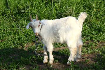 Color photo of a white small goat with horns tied on a lawn with green grass. Healthy, environmentally friendly milk. Warm sunny summer day in the village.